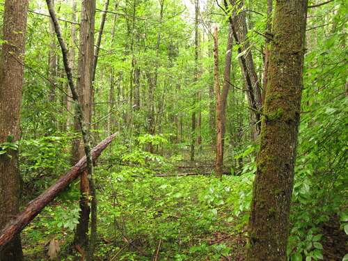 Plot Code: GRSM_AA_0574_4