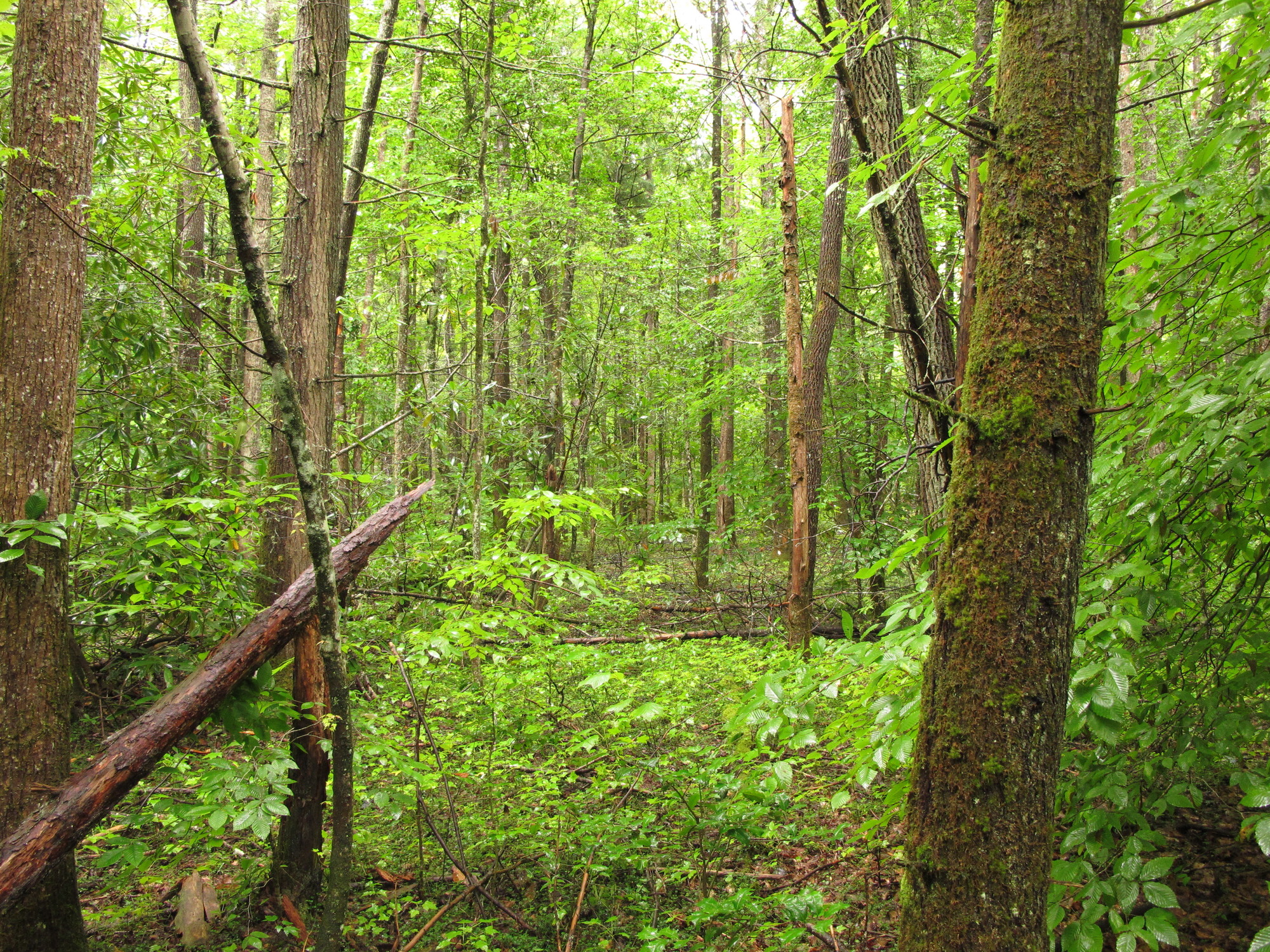 Plot Code: GRSM_AA_0574_4