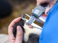 a person holding calipers to the beak of a large bird