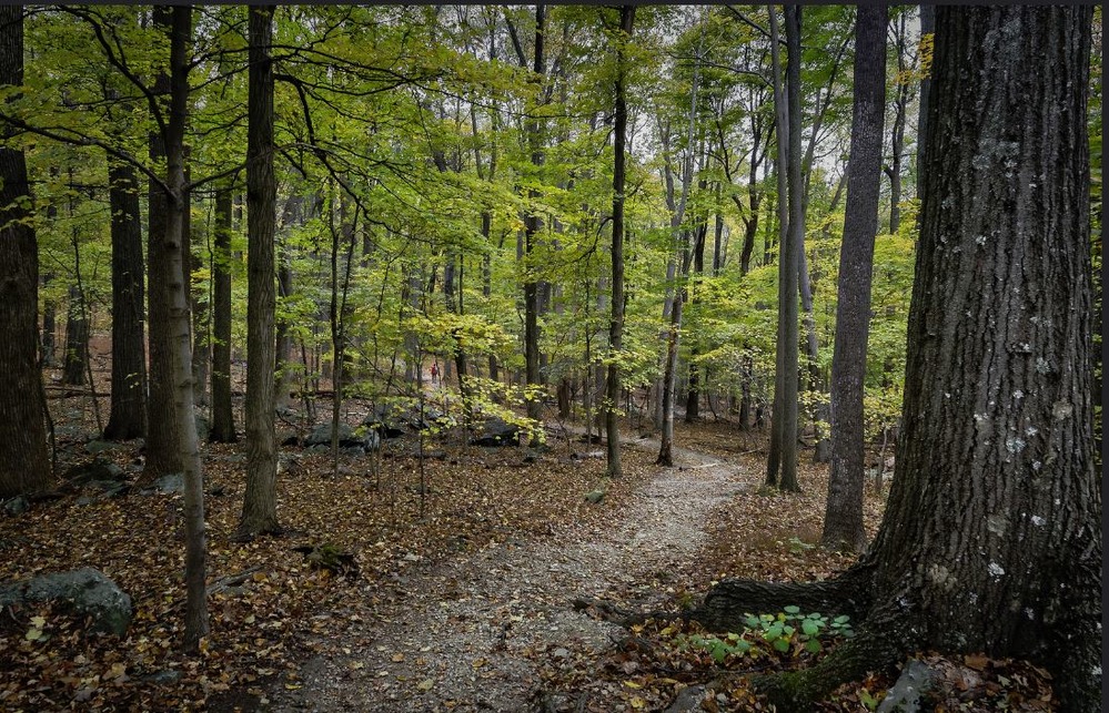 Trail in the woods 