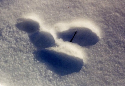 A snowshoe hare's tracks are seen up close in the snow.