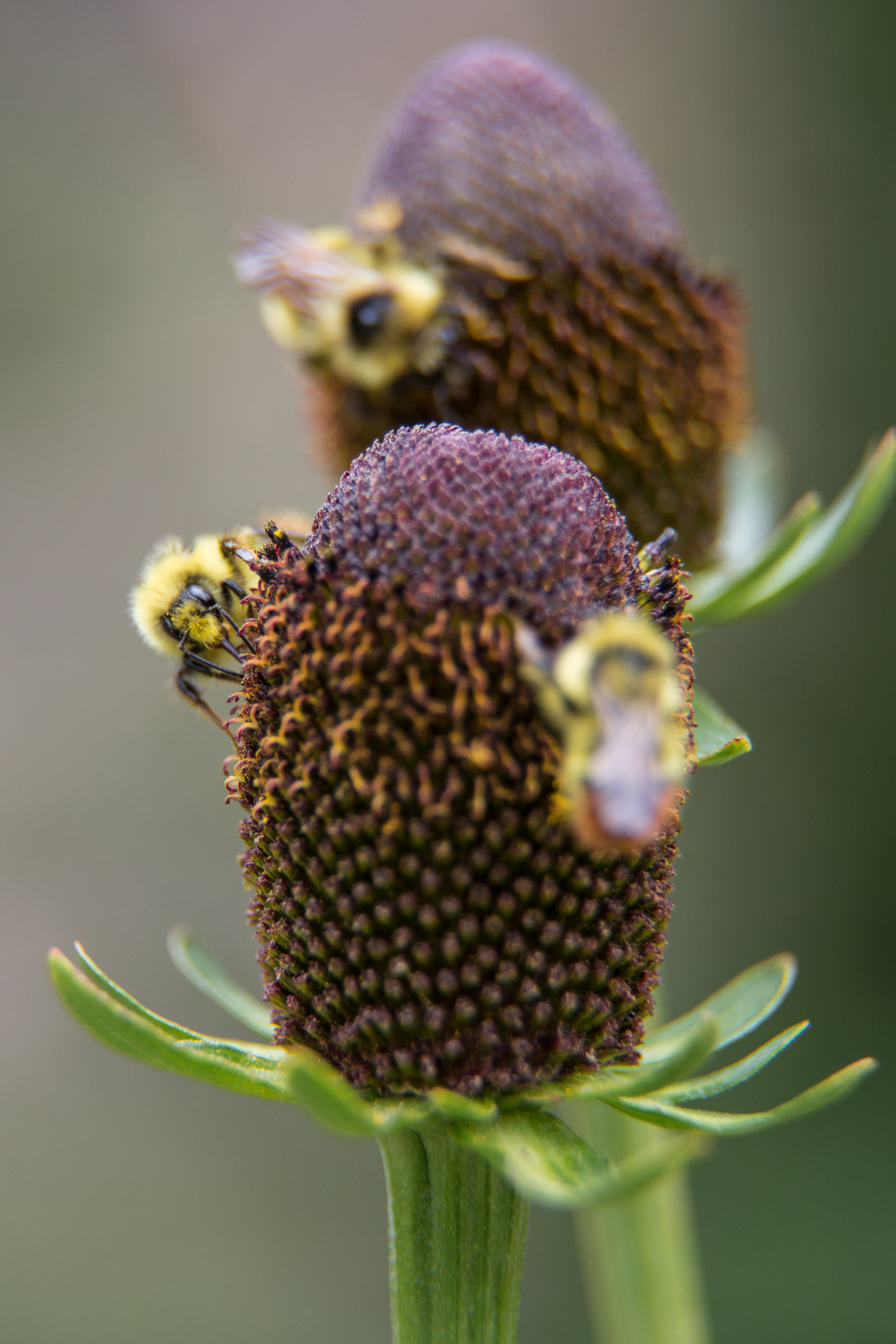 Several bees are  on a cone shaped flower