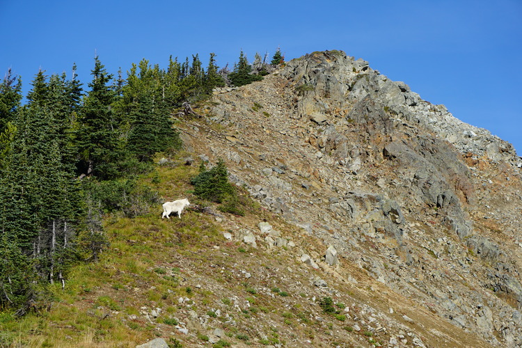 A white mountain goat poses at the edge of a tree line next to a rocky slope under a mountain peak. 