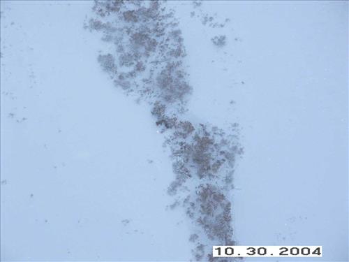 4 Gates of the Arctic National Park and Preserve Koyukuk Moose Survey 2004