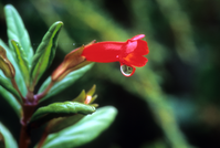 Island Monkeyflower
