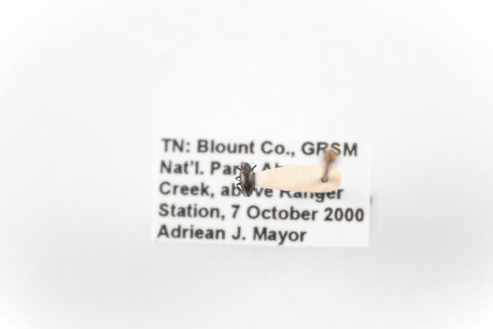 Image of Promoresia elegans, a species of Animalia