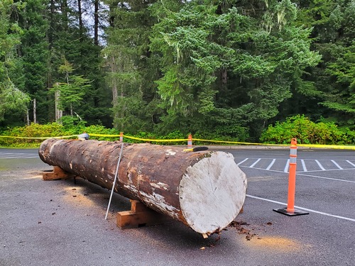 A very large log lies on blocks in a parking lot. there is caution tape and orange cones around the log.
