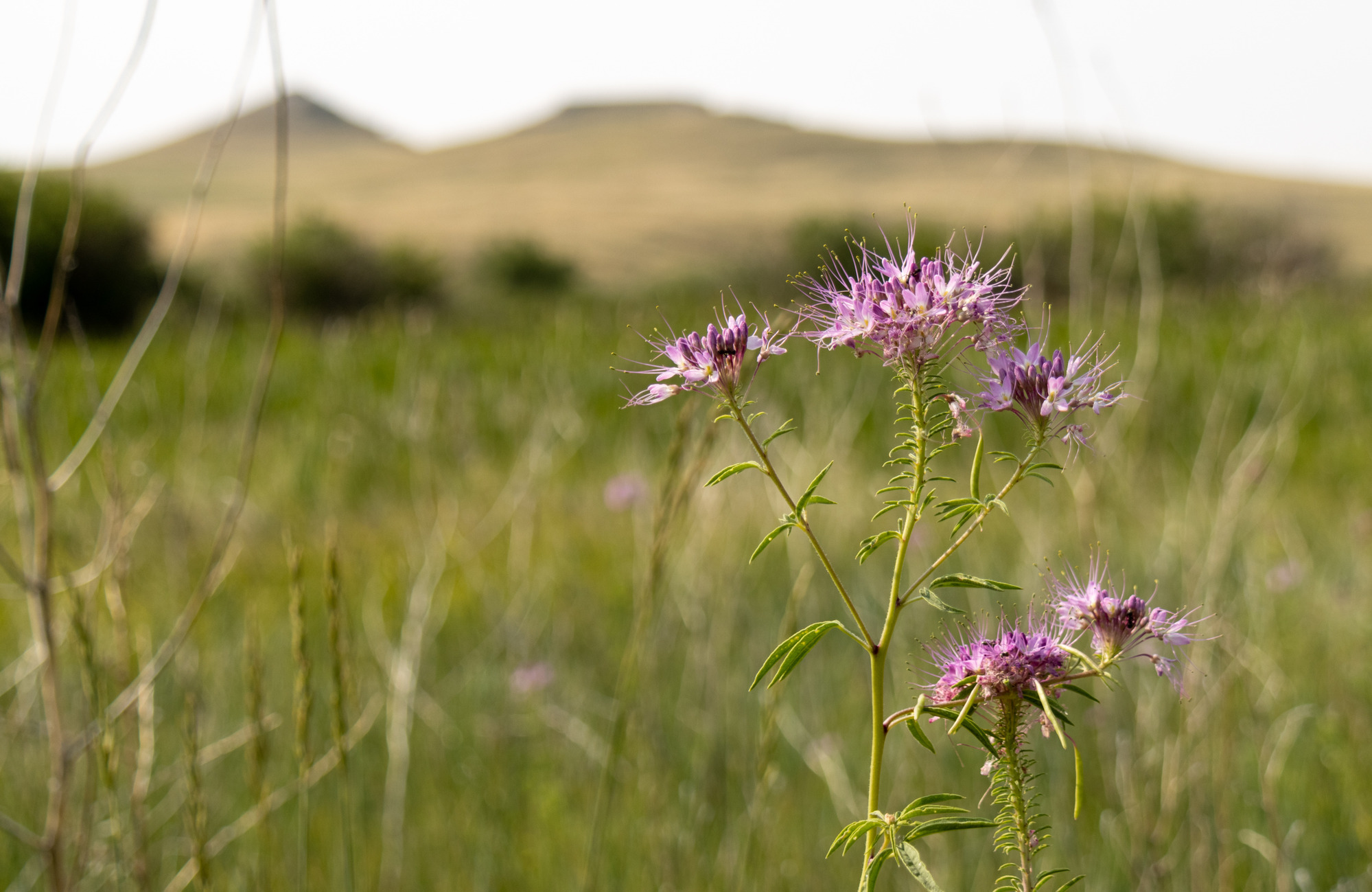 Tall green stems with bright purple flowers in foreground focus. Twigs and green grass in a flat plain to five large green bushes in progressive unfocus. Two hills and a pale hazy sky in the background. 
