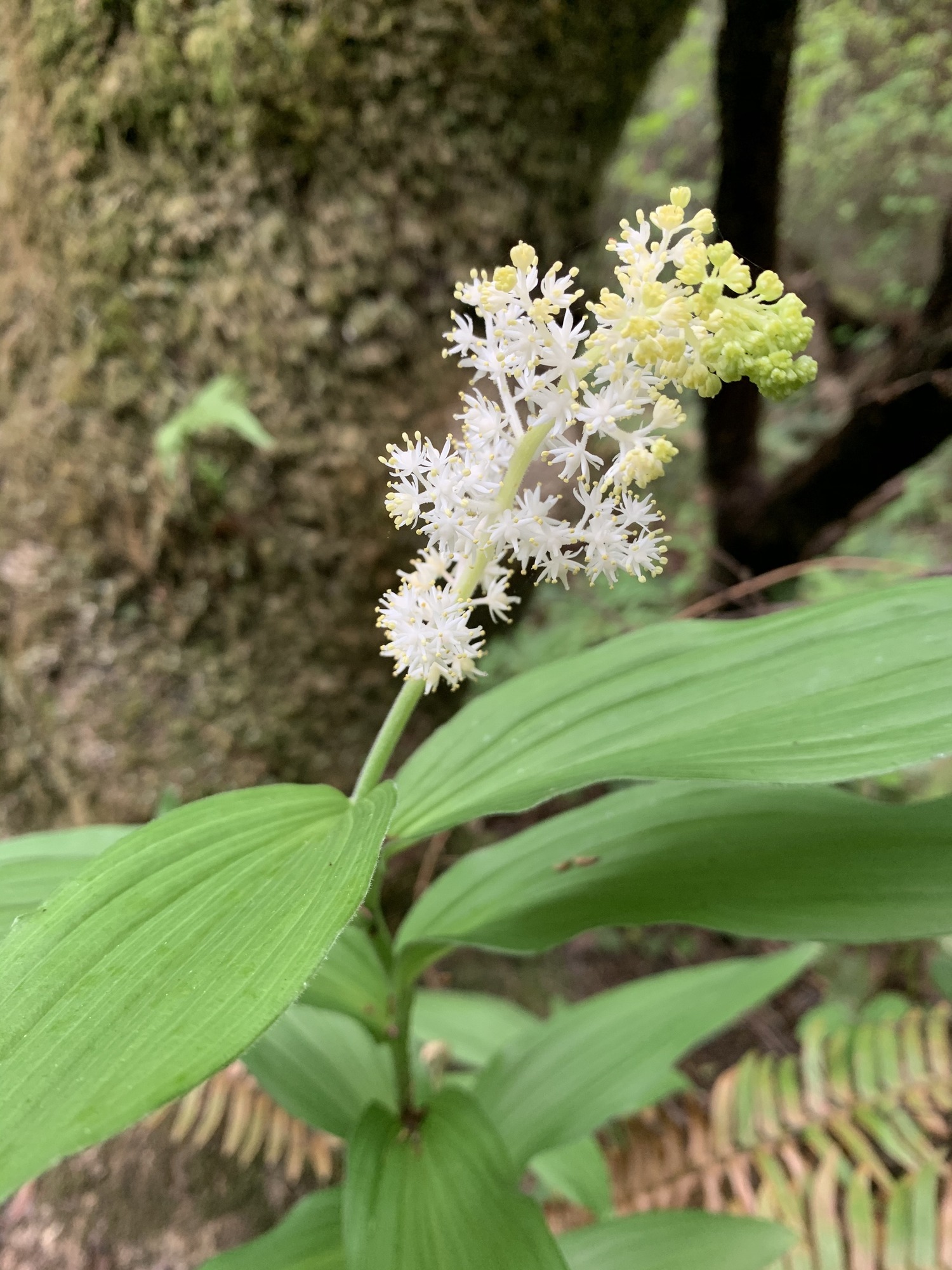 An inflorescence blooming upright above long linear veined green leaves. Dozens of small white starry shaped flowers extend off of the inflorescence. Little yellow specks of stamen are sprinkled throughout. The farthest end of the inflorescence has dozens of unopened flowers folded into round yellow buds.