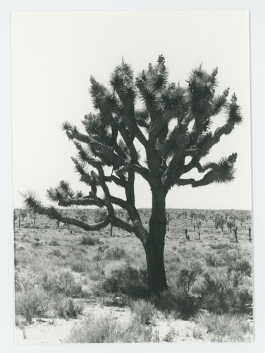 Black and white image of Joshua trees