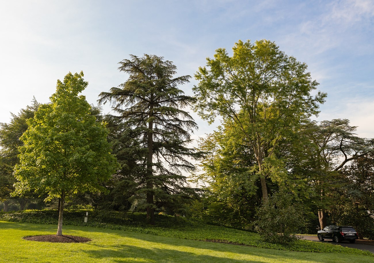 A cluster of tall trees on the grounds of the White House. 