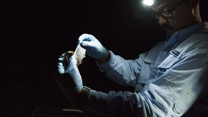 A researcher wears gloves and holds a small bat, stretching one wing. 