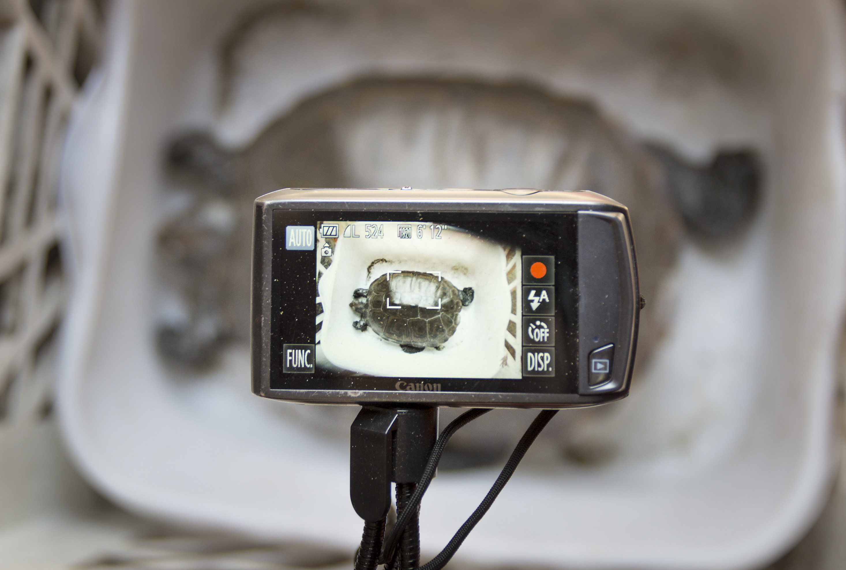 Each Terrapin is Photographed