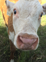 A calf takes a very close look into the camera. He has a bright white face, pink nose, and wide eyes.