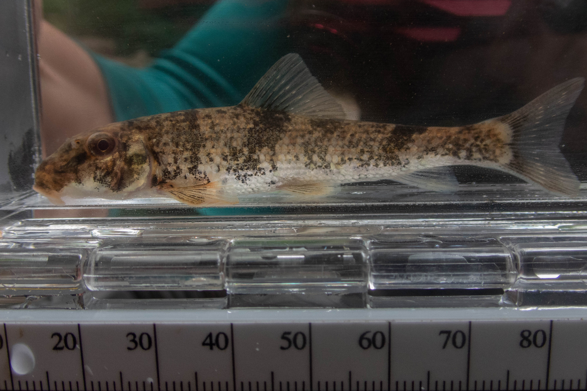 Hypentelium nigricans (northern hog sucker) - full body, juvenile