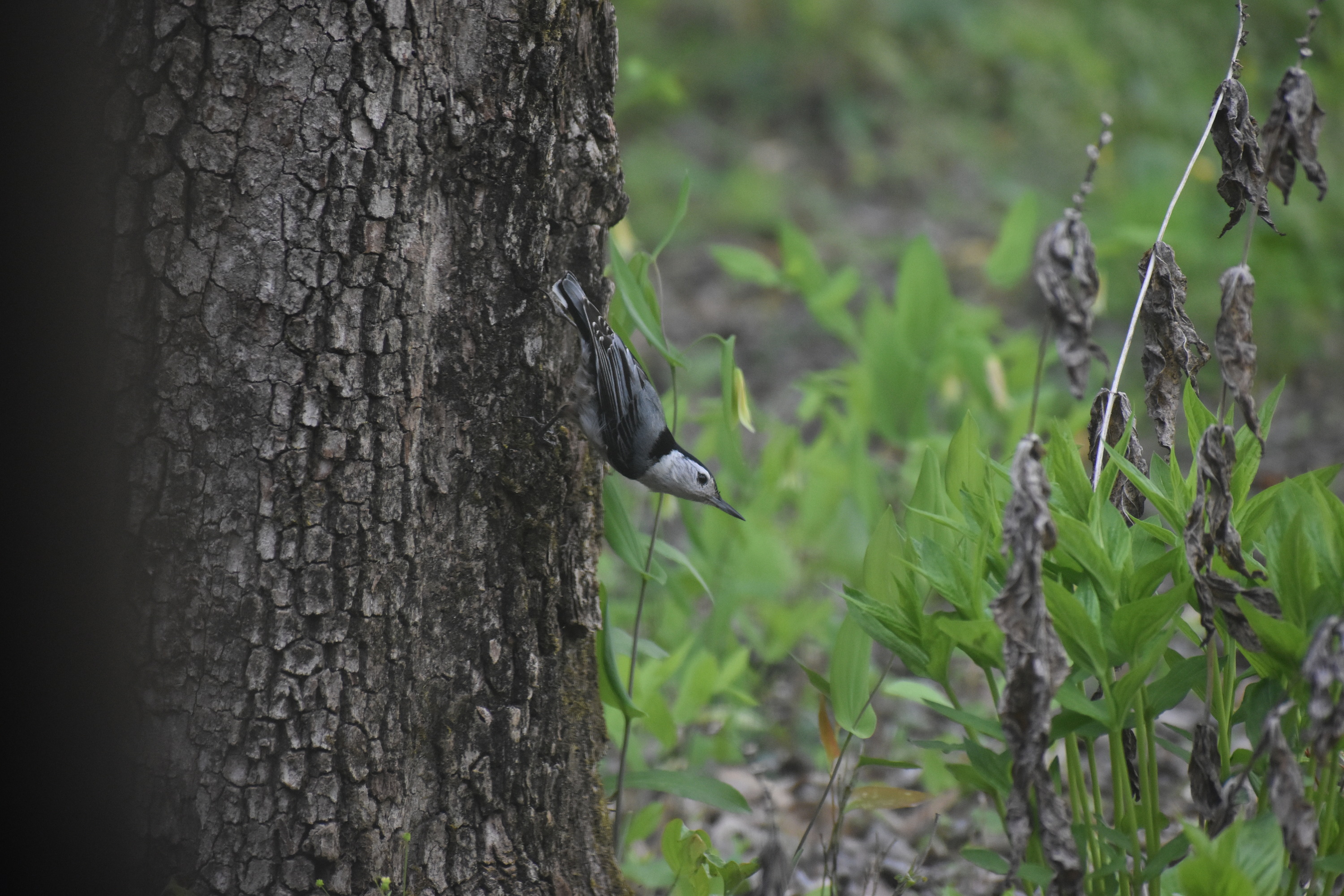 White-breasted nuthatch standing on the side of a tree 