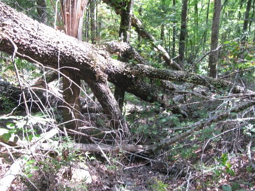 GRSM Accuracy Assessment. Plot Code: GRSM_AA_0235_4