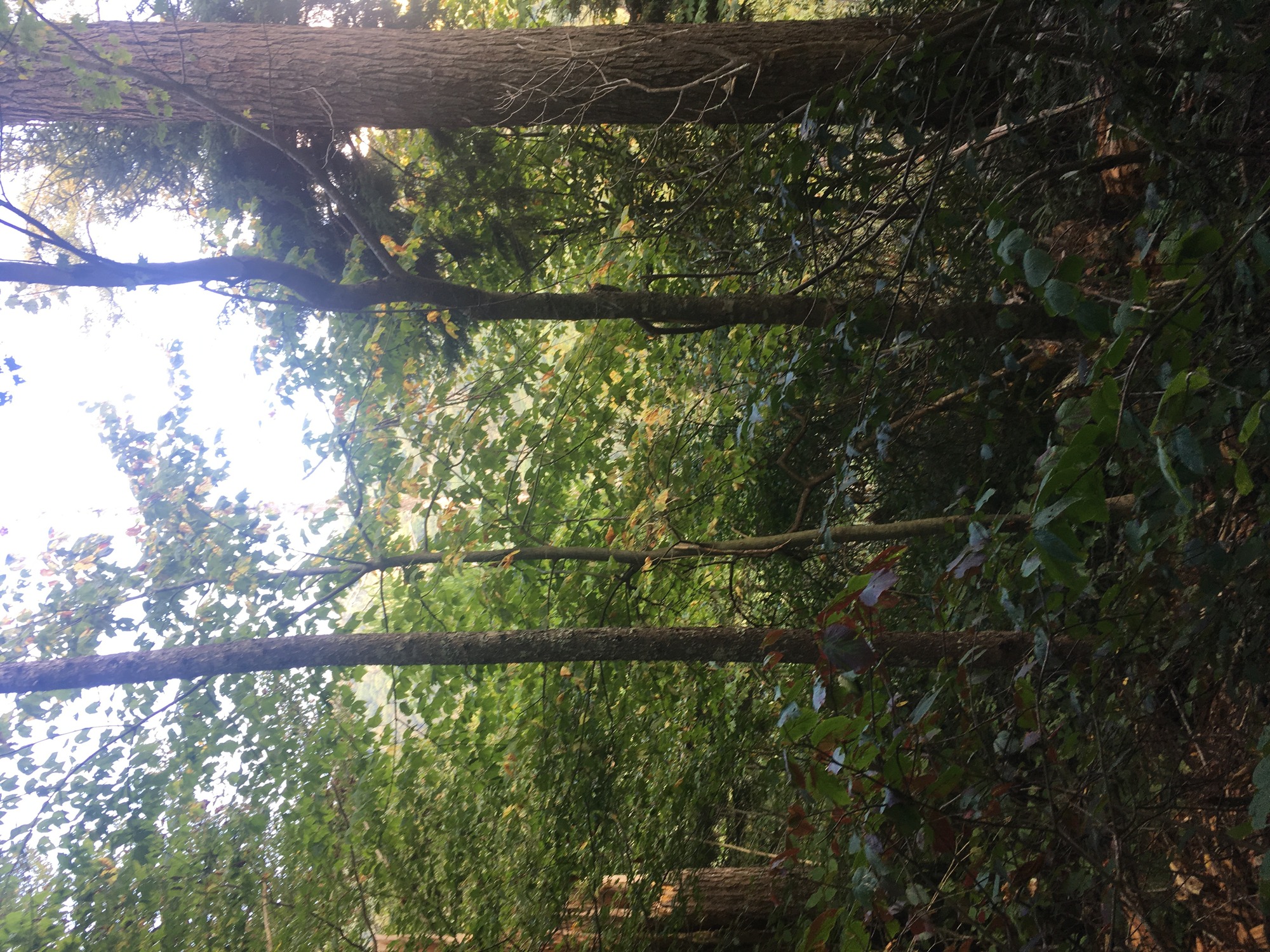 GRSM Accuracy Assessment. Plot Code: GRSM_AA_0969_6