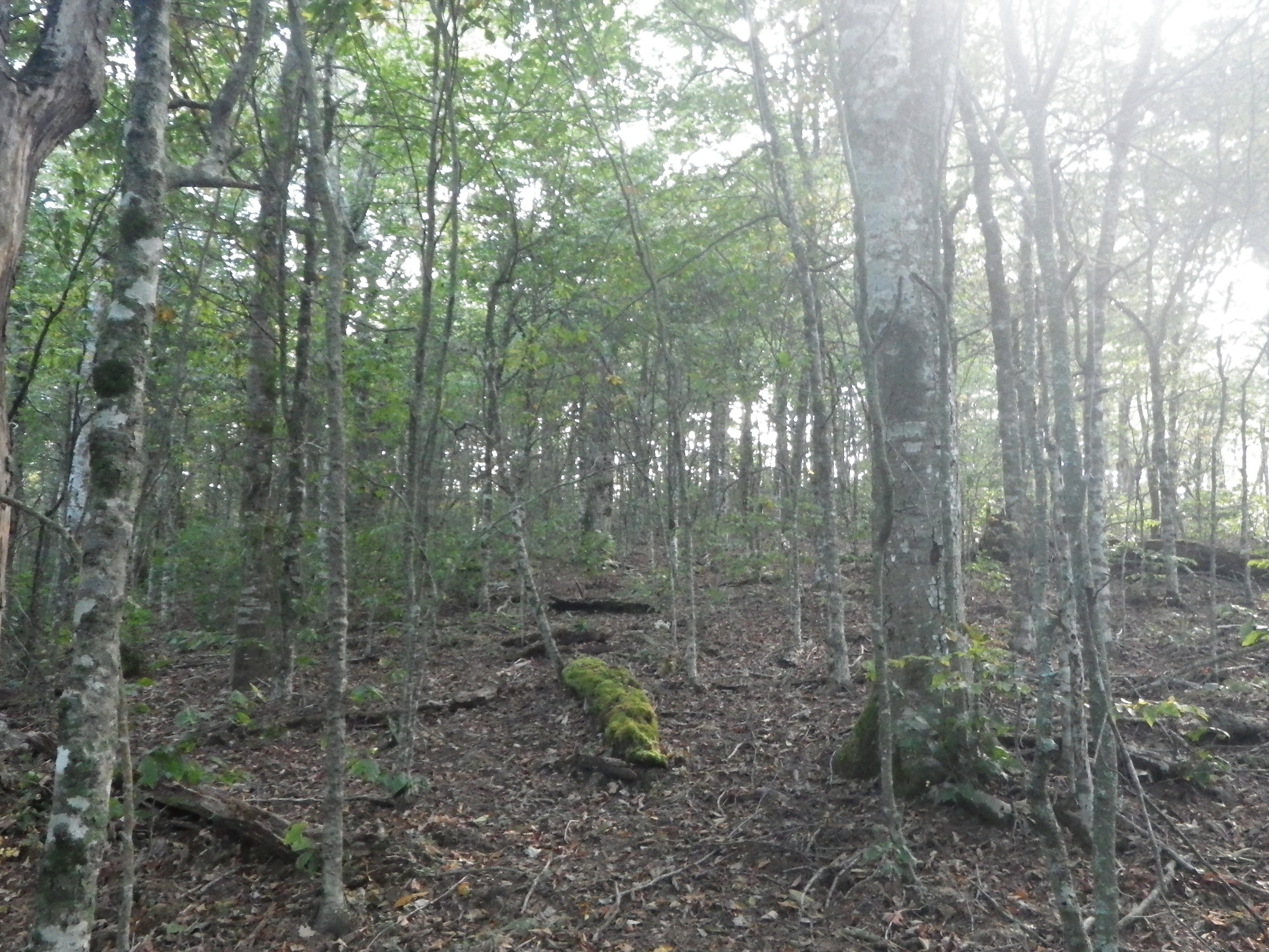 GRSM Accuracy Assessment. Plot Code: GRSM_AA_0216_3