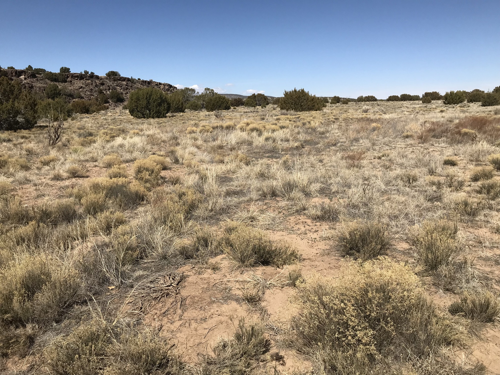 A field with a lot of dry grass and bushes.