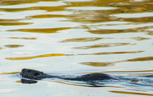 A beaver swims in the East Branch Penobscot River.