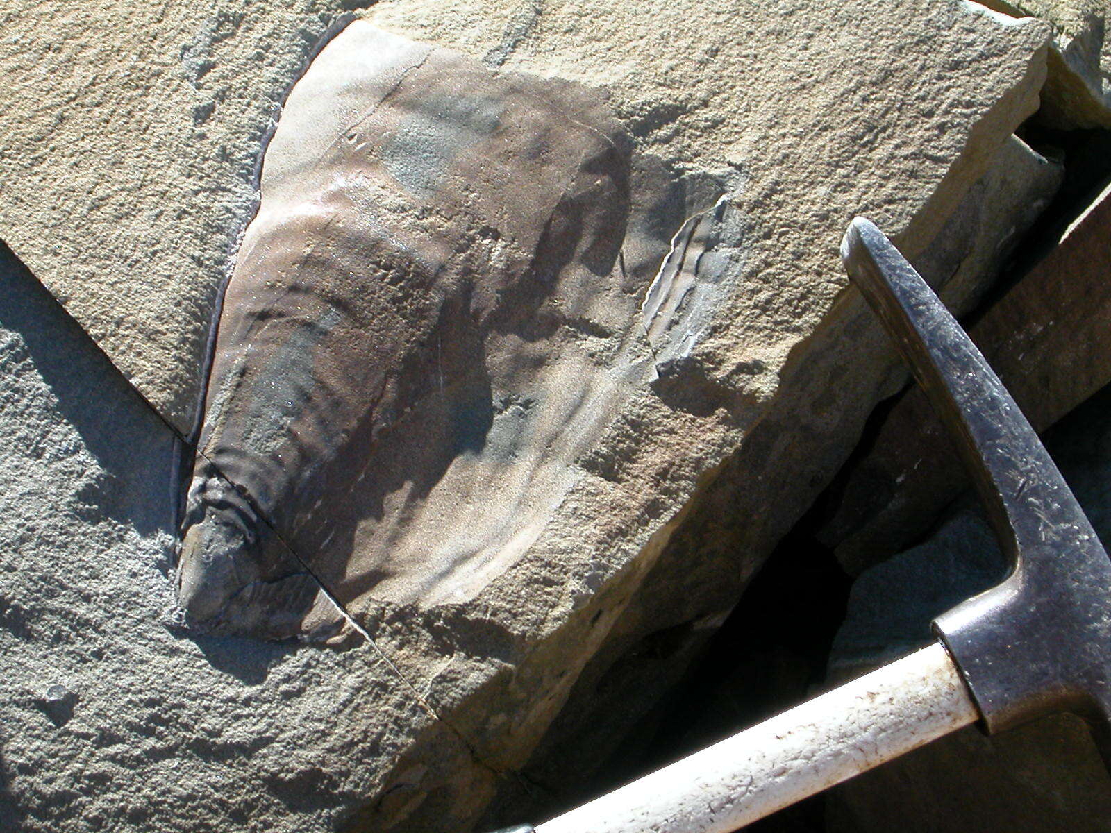 Photograph of the bivalve Inoceramus ovatoides in the Herendeen Formation. 