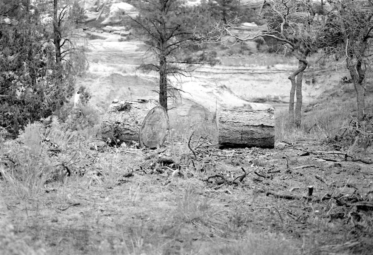 BW photo of the 1937 grazing study 35MM.