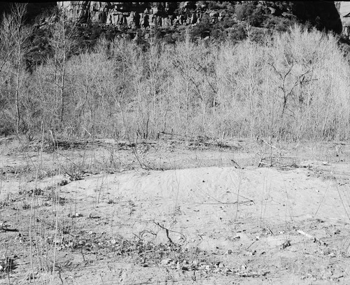 Cut down cottonwood saplings stored in bend of river near Angels Landing.