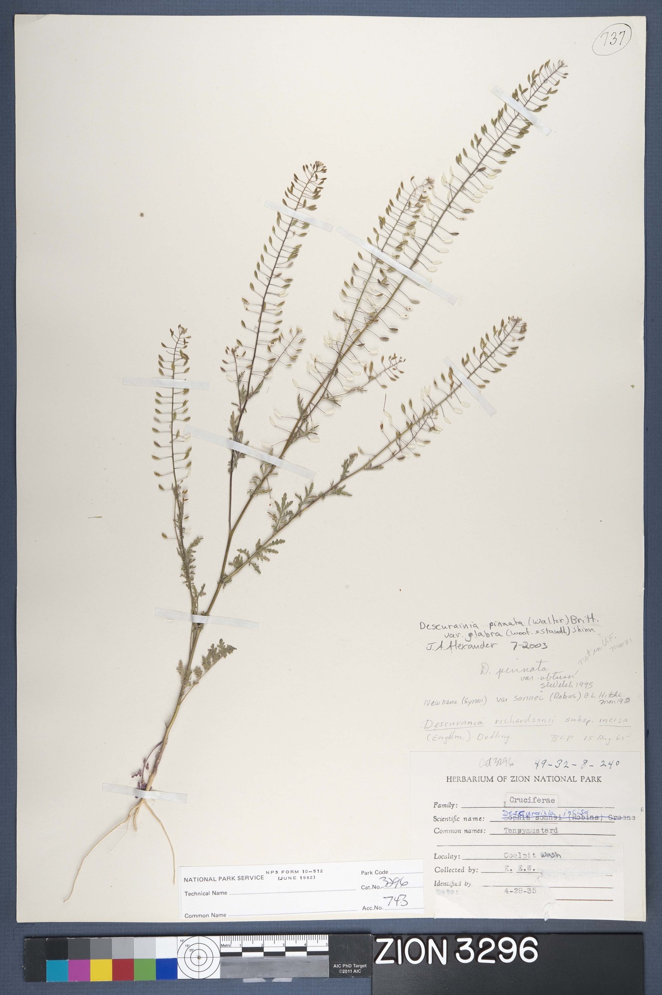 Herbarium Specimen Sheet 3296