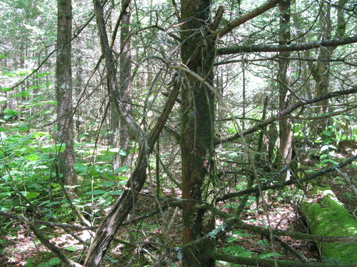 GRSM Accuracy Assessment. Plot Code: GRSM_AA_0448_2