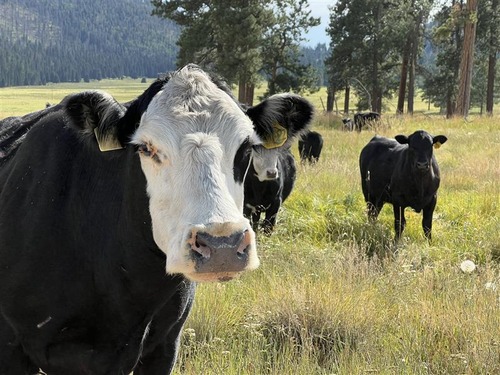 A group of cattle standing in a montane grassland.