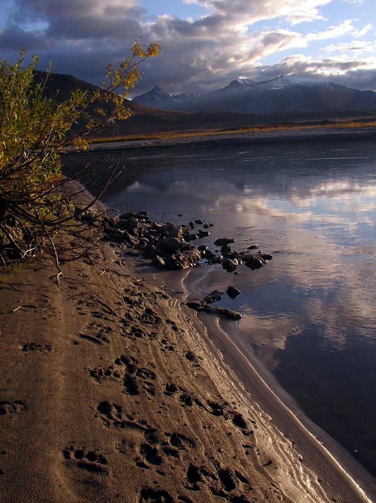 Bear tracks along a river shore with mountains and clouds in the distance.
