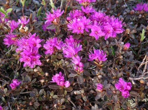 Deep pink Lapland Rosebay growing in alpine tundra.