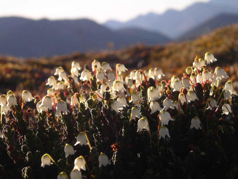A patch of Arctic Bell Heather flowers carpet the alpine tundra with mountains rising in the background.