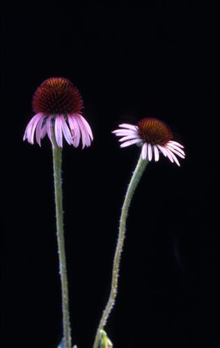 Badlands Flowers: Red, Pink, Blue