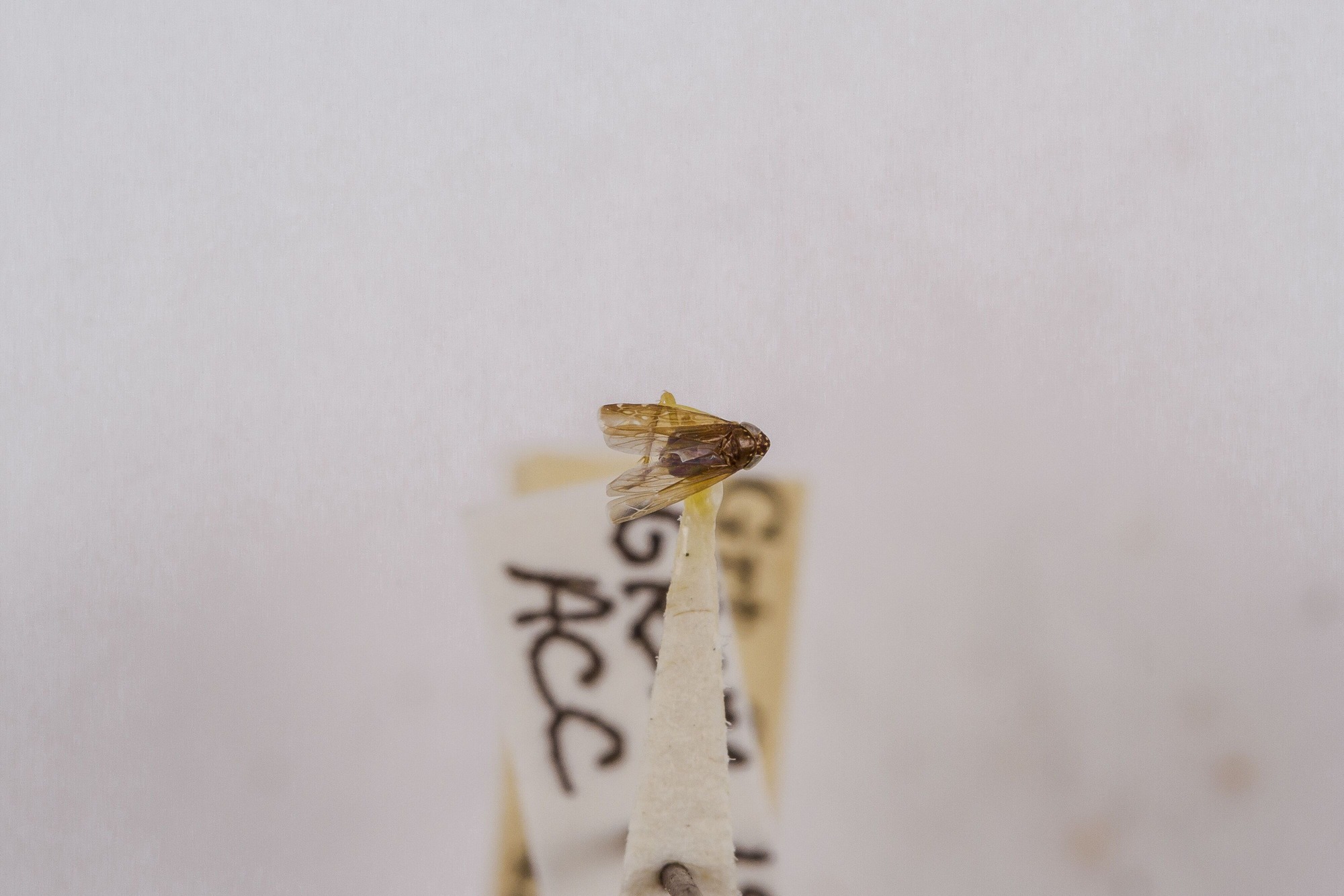 Image of Planicephalus flavicosta, a species of Animalia