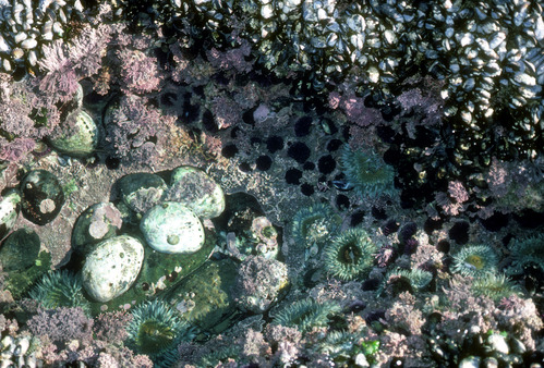 Tidepool