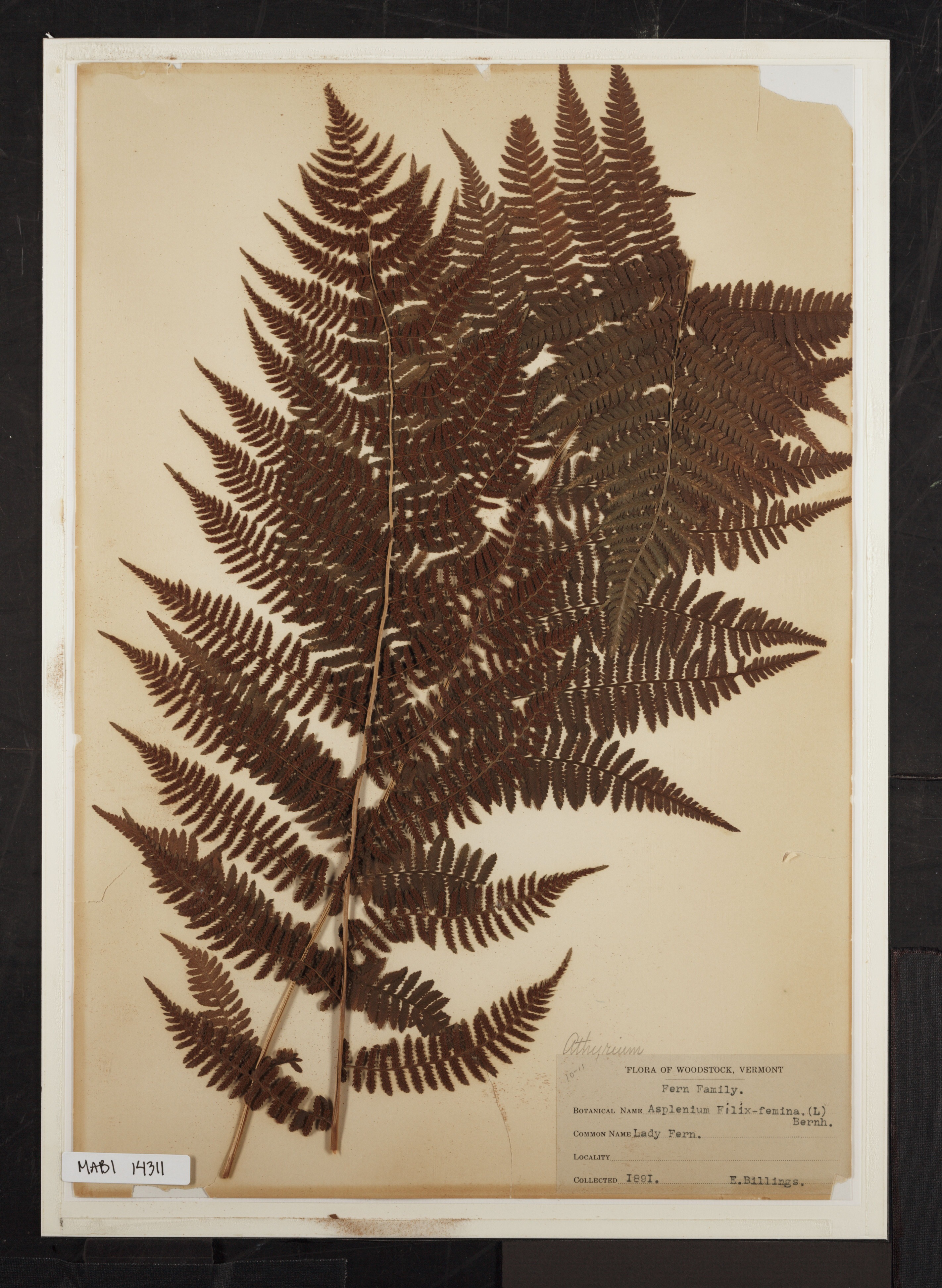 Preserved biological specimen on paper.