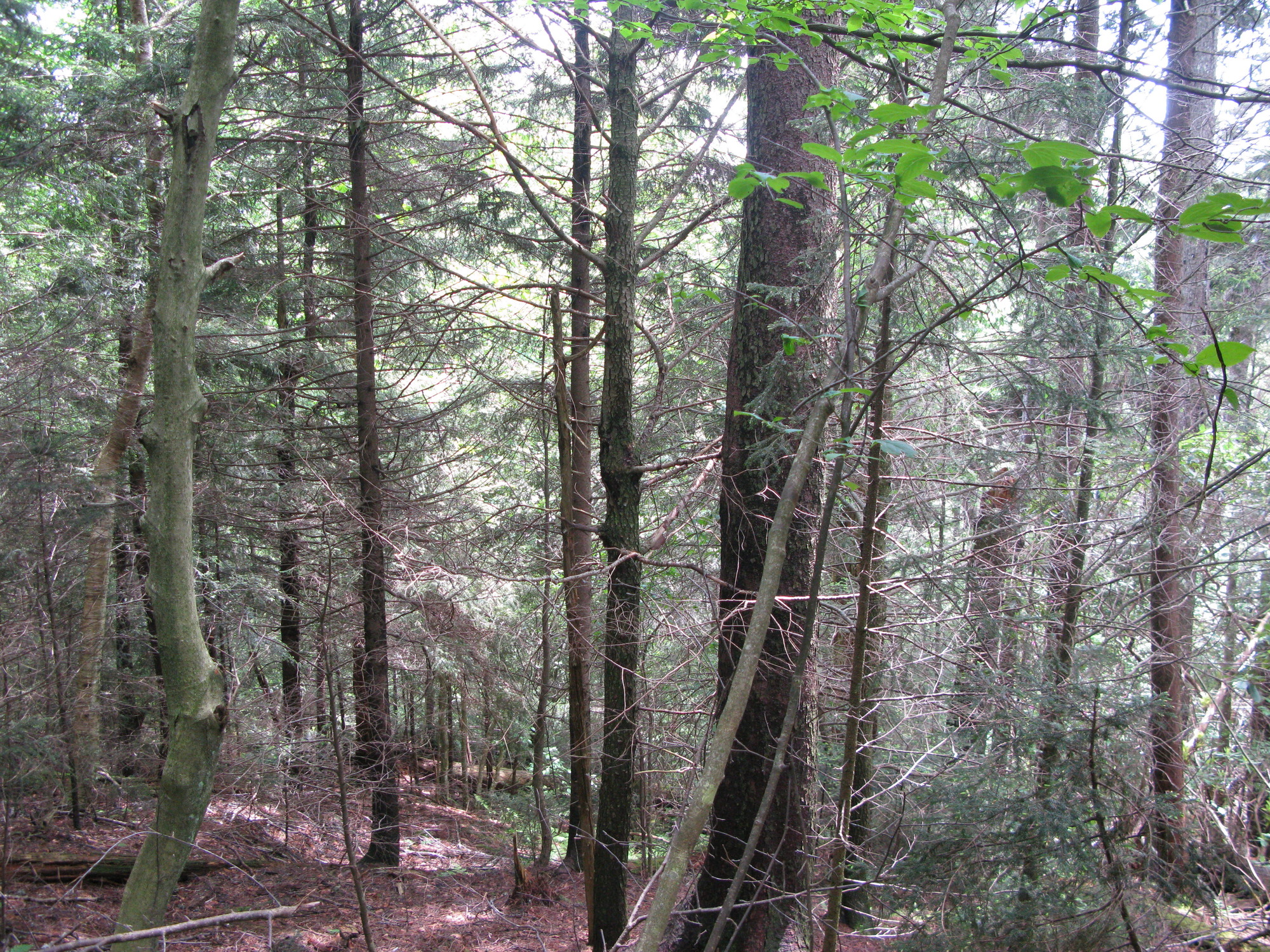 GRSM Accuracy Assessment. Plot Code: GRSM_AA_0138_4