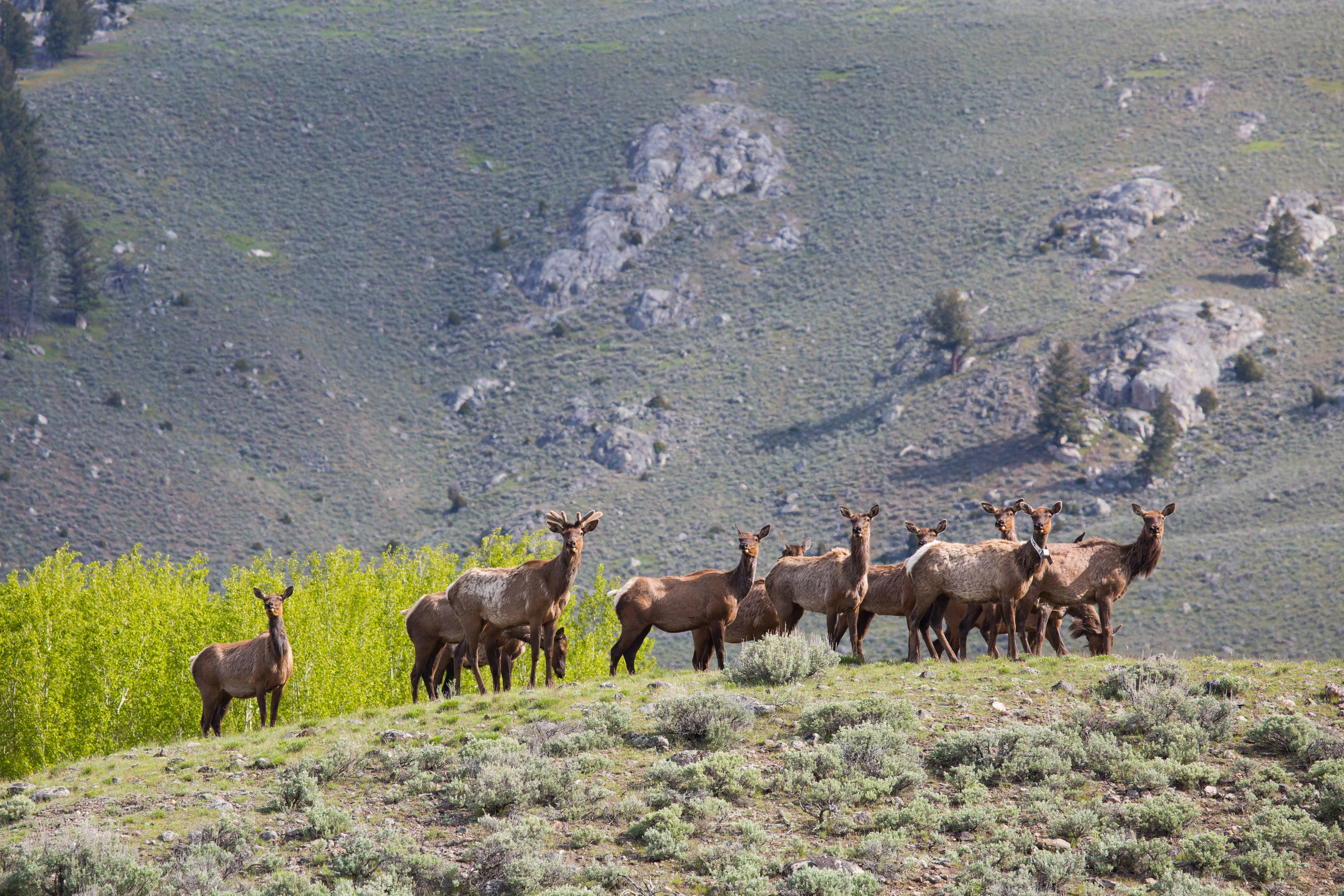 A small herd of elk stand on a hill with newly leafed out trees in the background.