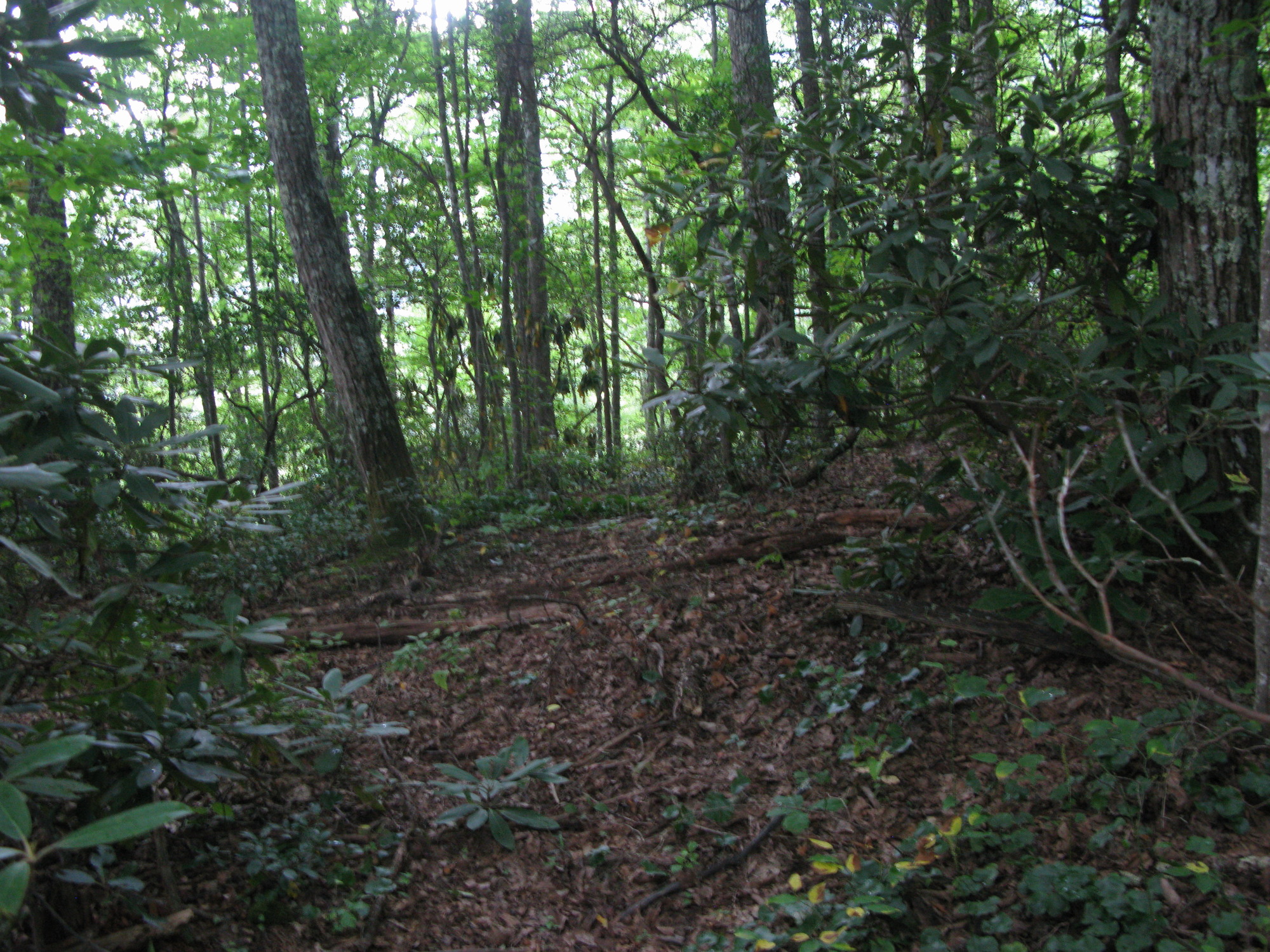 GRSM Accuracy Assessment. Plot Code: GRSM_AA_0459_4