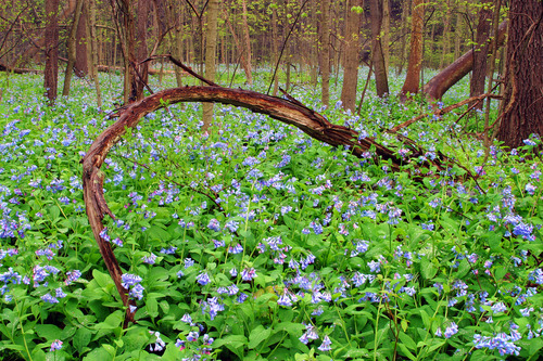Virginia bluebells cover the floor of a heavily wooded area.