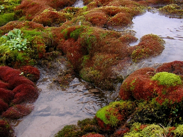 A stream flows through the bright reds and greens of fall tundra.
