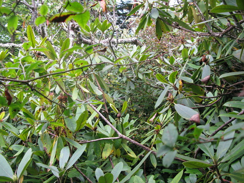 GRSM Accuracy Assessment. Plot Code: GRSM_AA_0311_3