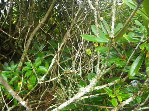 GRSM Accuracy Assessment. Plot Code: GRSM_AA_0428_5