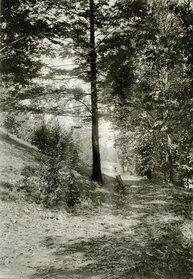 Black and white of dirt path with tall trees on edge, bench under one tree. 