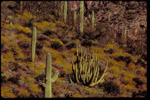 Organ Pipe and Other Cacti at Organ Pipe National Monument, Arizona