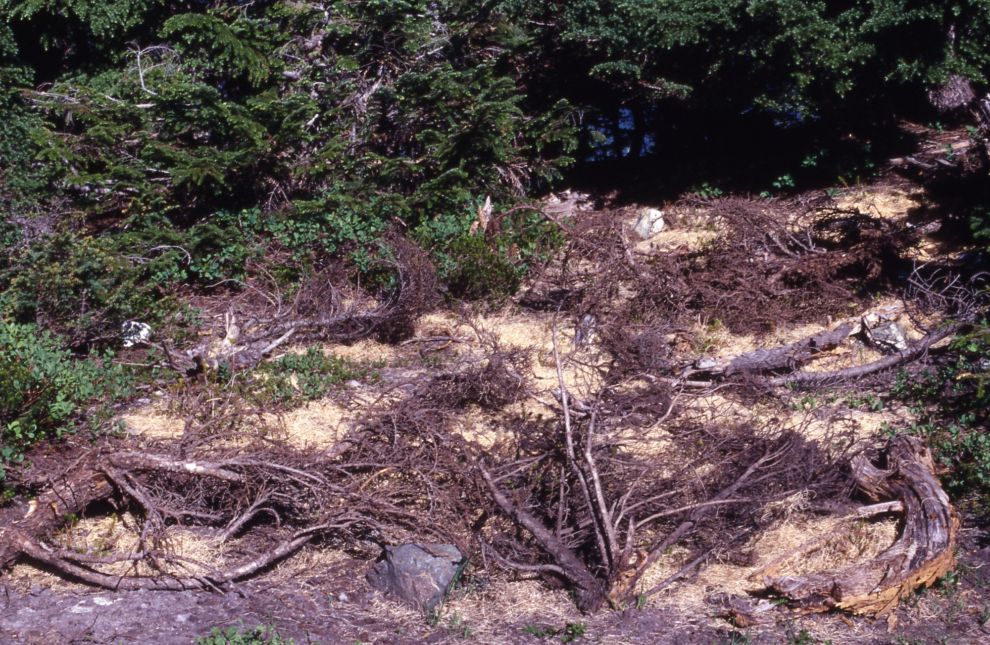 A bare patch of earth covered in curly mulch and fallen tree branches surrounded by trees and shrubs.