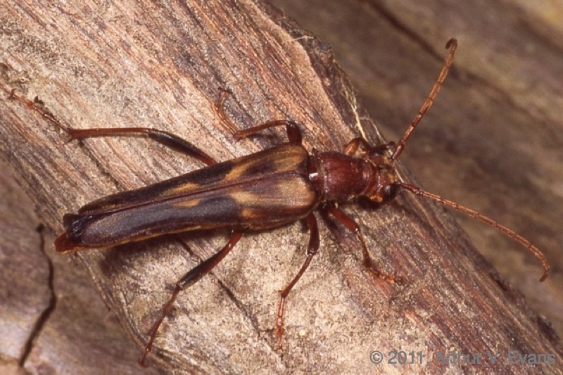 Longhorned beetle (Bellamira scalaris)