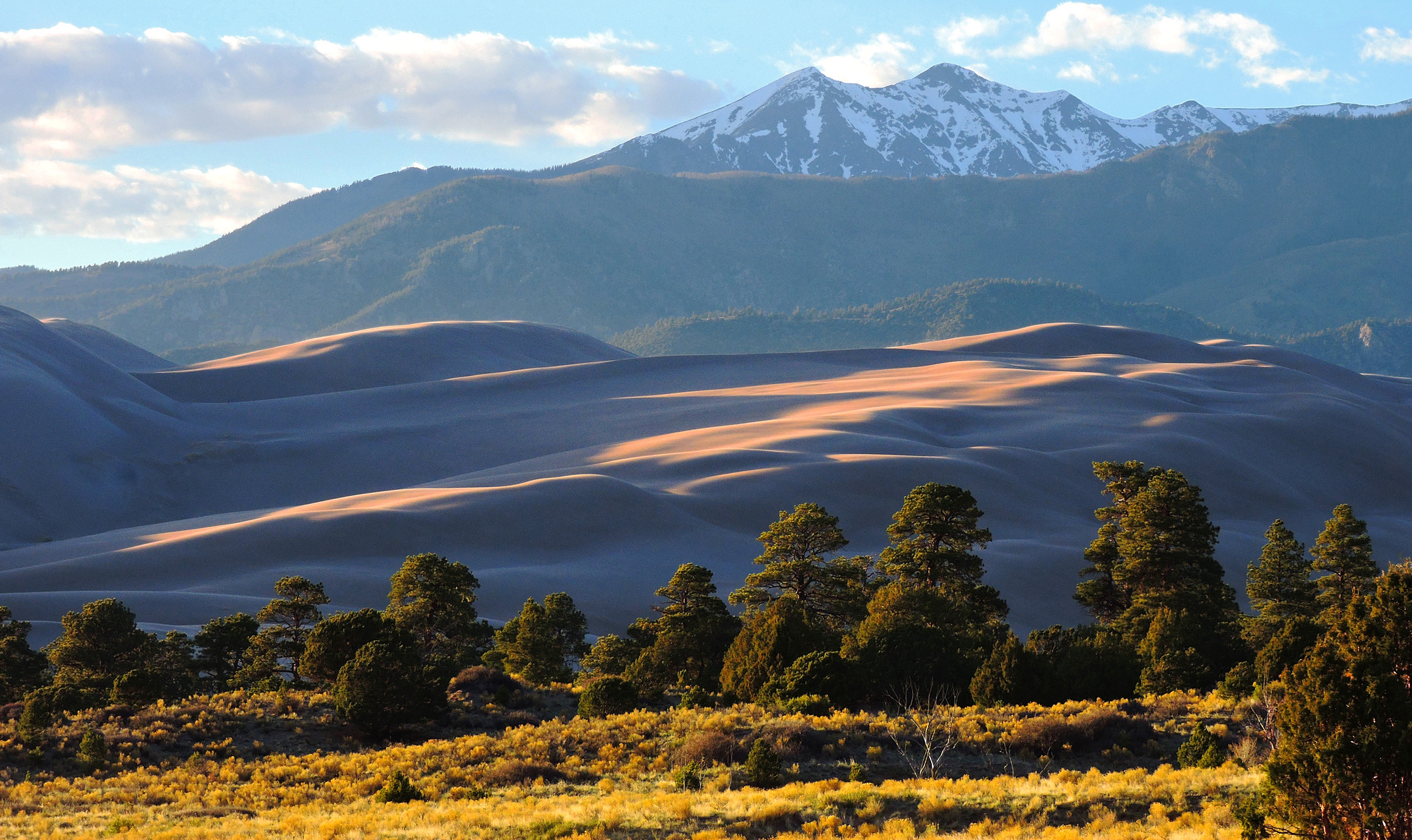 Ponderosa pine trees, dunes, and snow-capped Cleveland Peak 